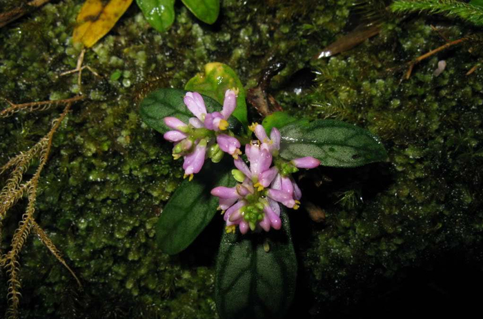 它的名字很有特色,叫大叶金牛,又叫叶下红,你知道它的价值吗?