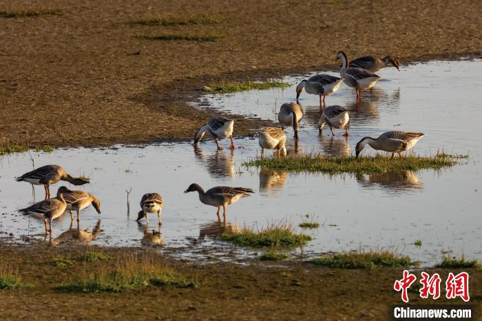 候鸟在水面上觅食。　汪欢喜 摄