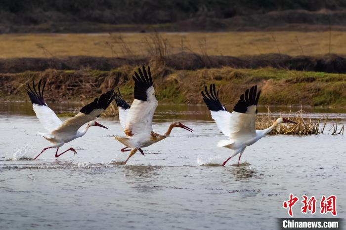 候鸟在水面嬉戏。　汪欢喜 摄