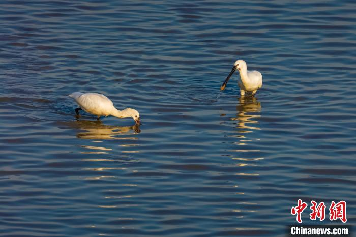 候鸟在水面上觅食。　汪欢喜 摄