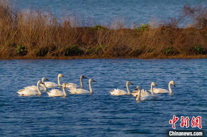 候鸟在升金湖水面上自由摇曳。　汪欢喜 摄