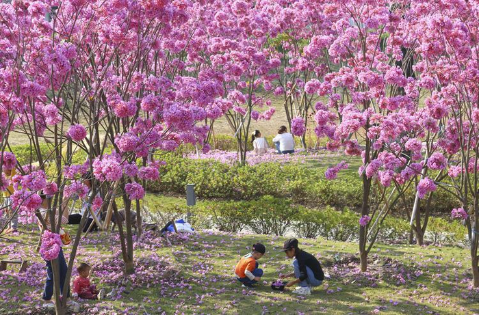 新春期间，里水金溪湿地公园紫金风铃木盛开，吸引大人孩子前来游完。佛山日报摄影俱乐部成欲晓摄