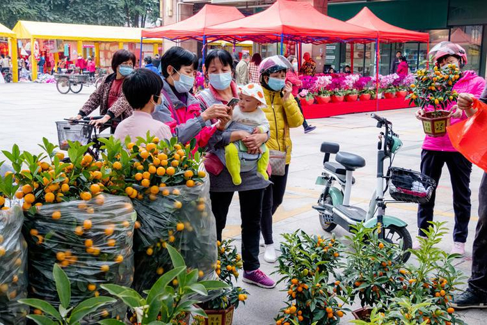 禅城区普君新城，市民选购年花年桔。佛山日报摄影俱乐部 杨金泉摄