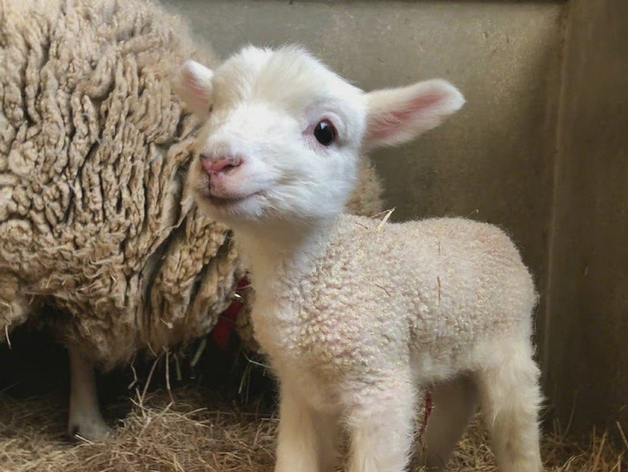 分享一些可爱的小绵羊