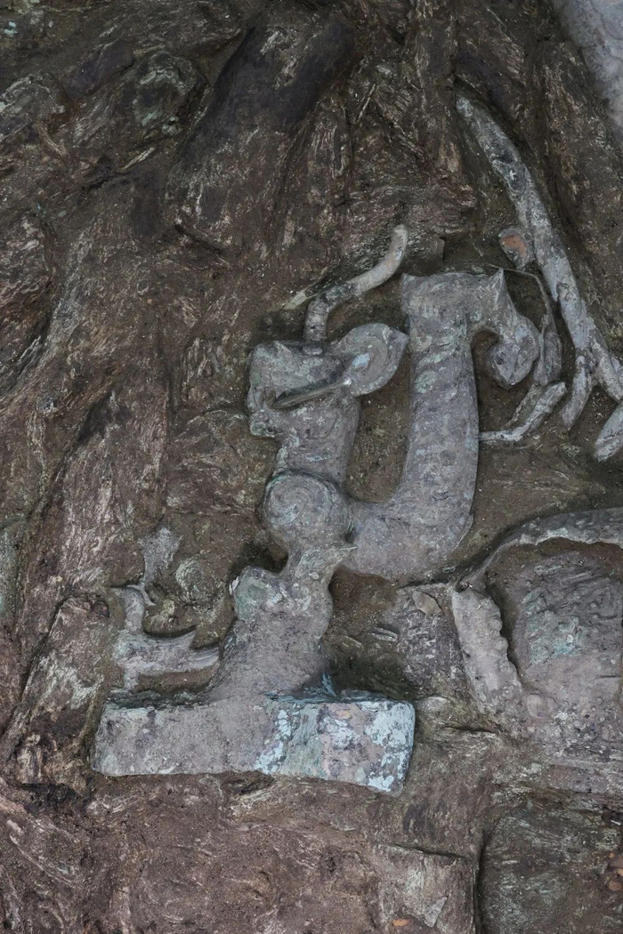 三星堆8号“祭祀坑”新发现的虎头龙身青铜像。（赵昊摄）