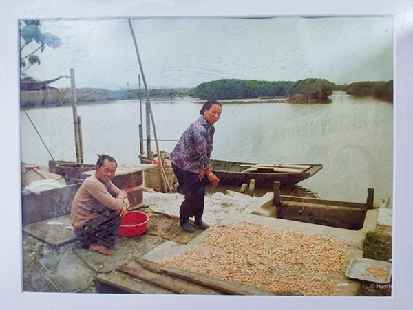 米埔基围博物馆里的老照片，记录着最后一批渔民在基围前晒虾（摄/王婷）
