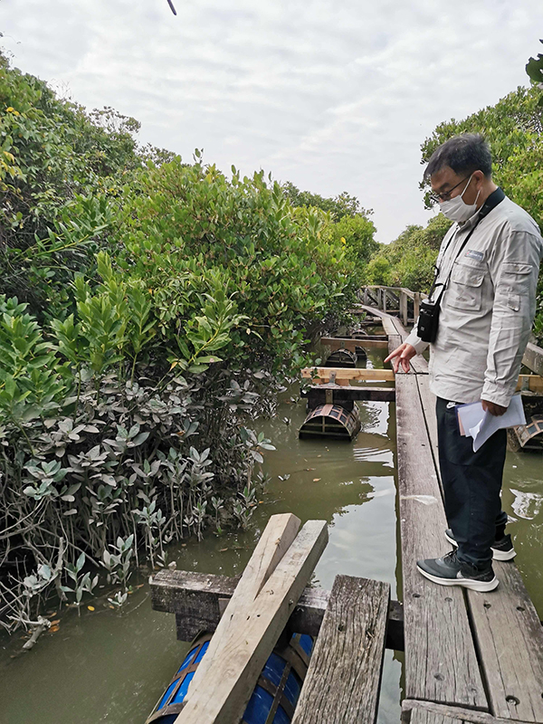 文博士在红树林浮桥上讲解不同木头颜色差异的原因。王婷 图