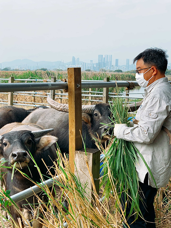 文博士在米埔自然保护区24号塘查看亚洲水牛的状况（摄/王婷）