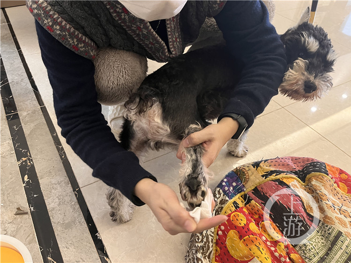 ▲何君为多多擦脚梳毛