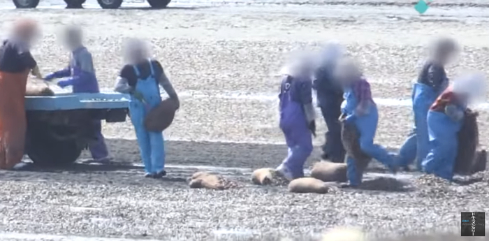 截图自日本CBC电视台报道