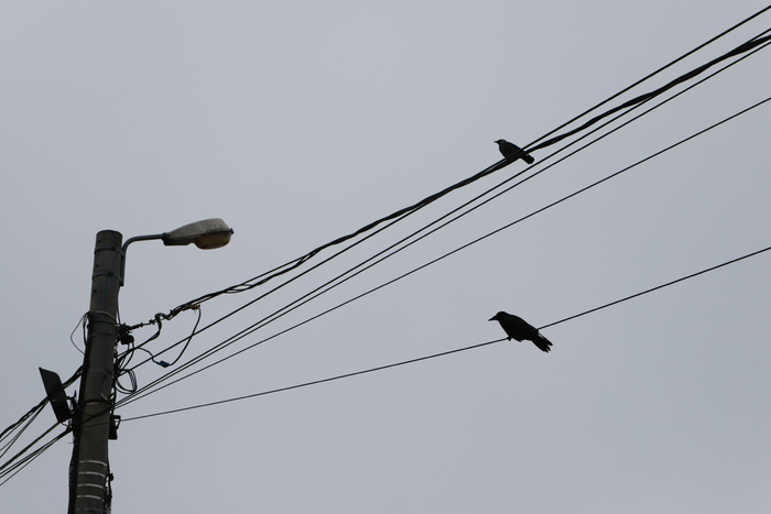 2-2 户外停靠在电线杆上栖息的乌鸦 照片由笔者自行拍摄