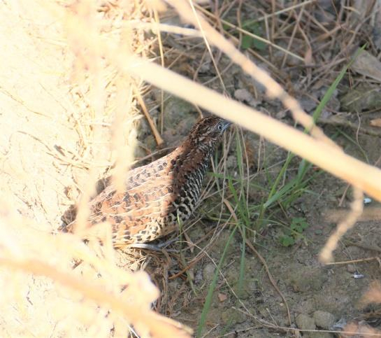  棕三趾鹑 朱宏/摄 