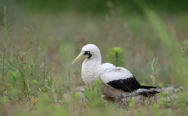  蓝脸鲣鸟 温超然/摄 