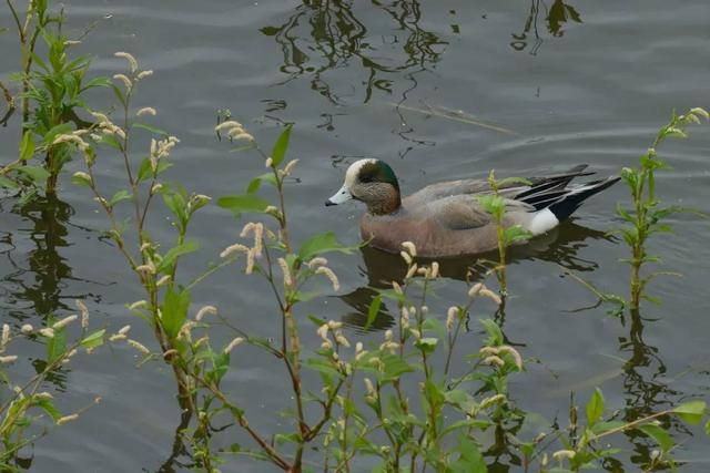  绿眉鸭 周宏宾/摄 