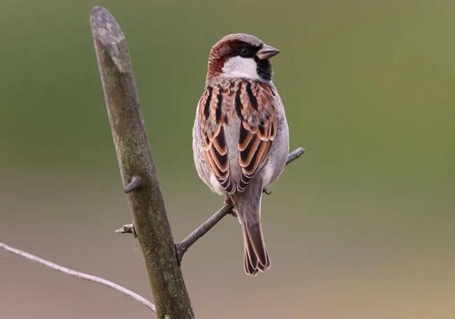  家麻雀 方明和/摄 