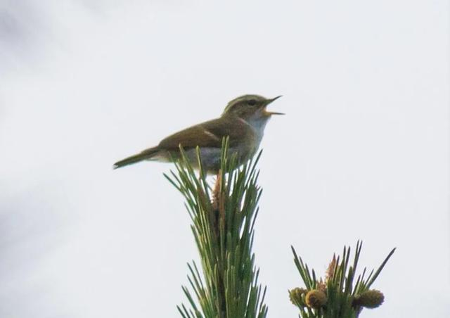  云南柳莺 李烜/摄 