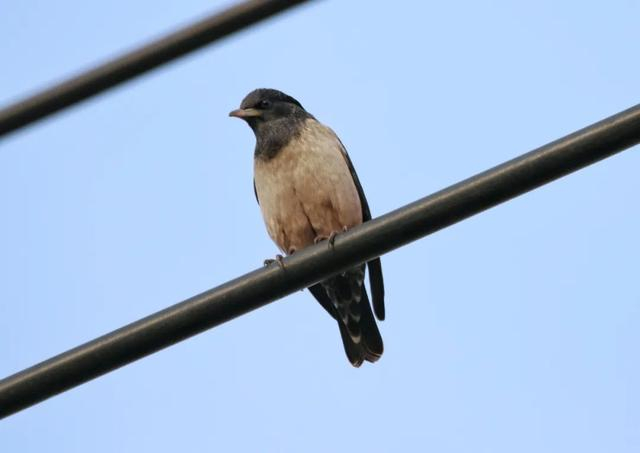  粉红椋鸟 宋世超/摄 