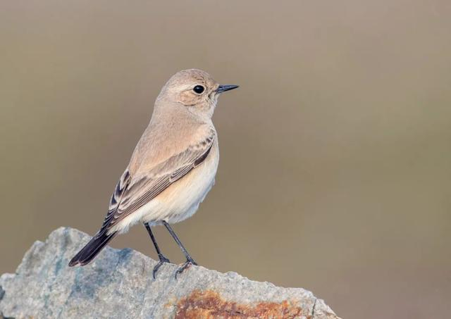  漠䳭 陈曦恒/摄 