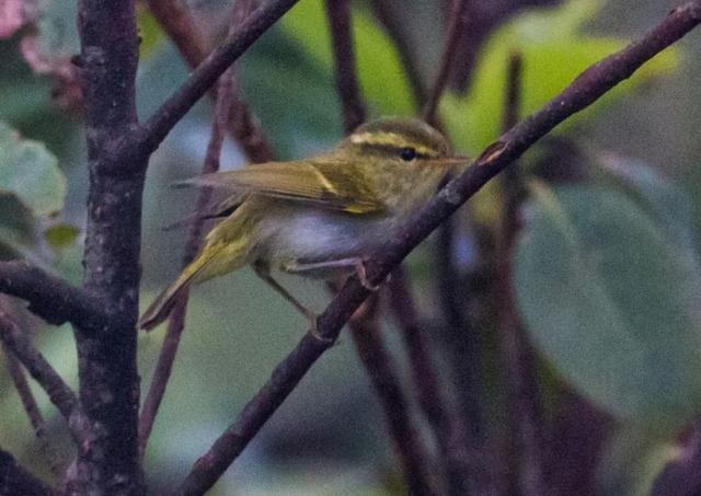  白斑尾柳莺 李烜/摄 