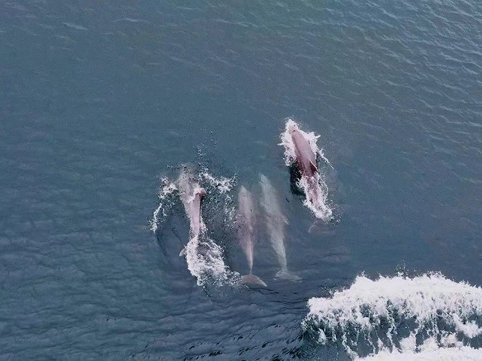 在墨西哥附近的海域偶遇海豚一家。图片由受访者提供
