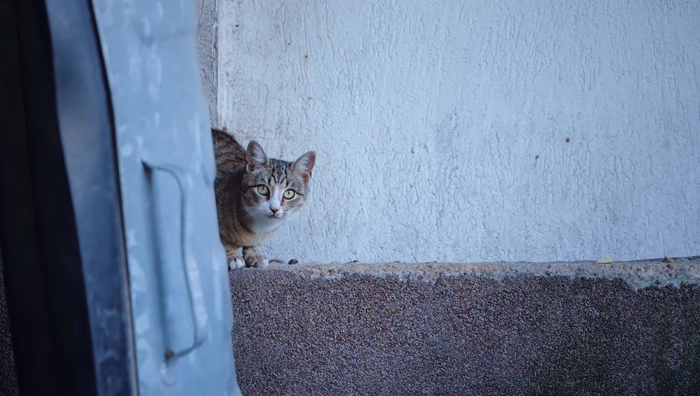 2-1 躲在铁皮垃圾桶后窥视人类的流浪猫 照片由笔者自行拍摄