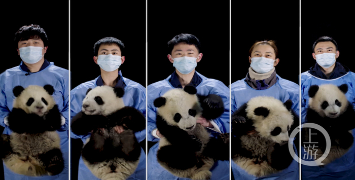 ▲虎年春节里，成都大熊猫繁育研究基地2021级熊猫宝宝通过网络“云亮相”。图片来源/受访者供图