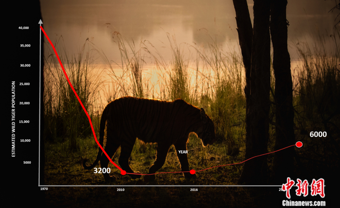 老虎数量趋势。世界自然基金会供图