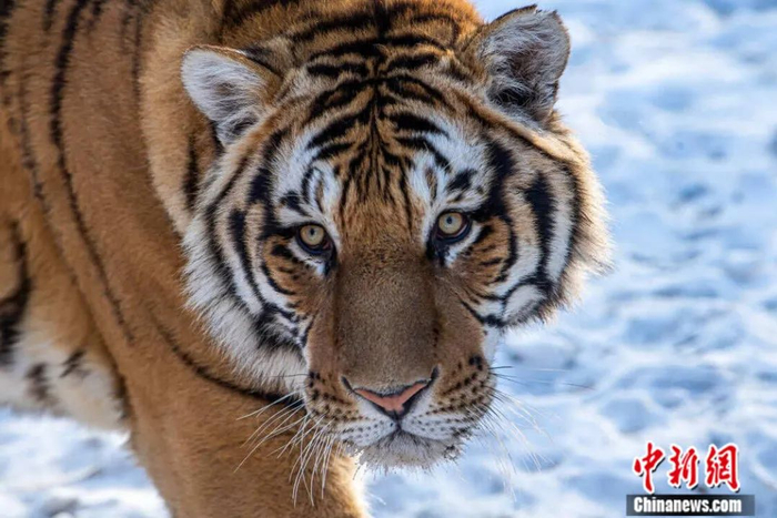 东北虎。东北虎豹国家公园供图