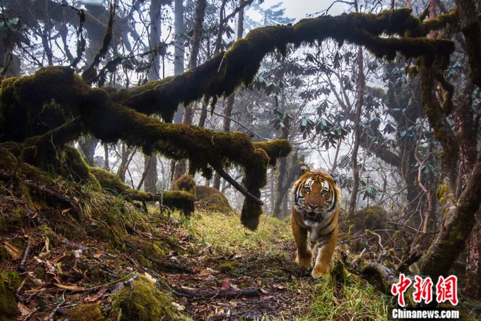 野生孟加拉虎。世界自然基金会供图