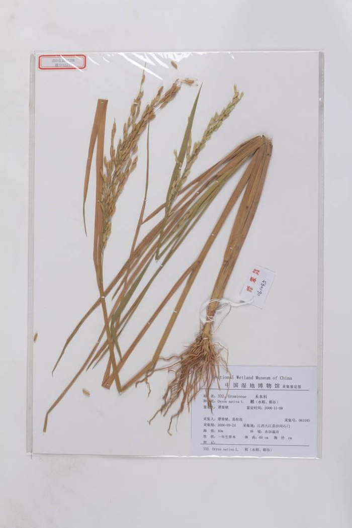 《诗经》中提到最多的作物是啥?黍和稷分得清吗?浙大文学院教授带大家识“五谷”