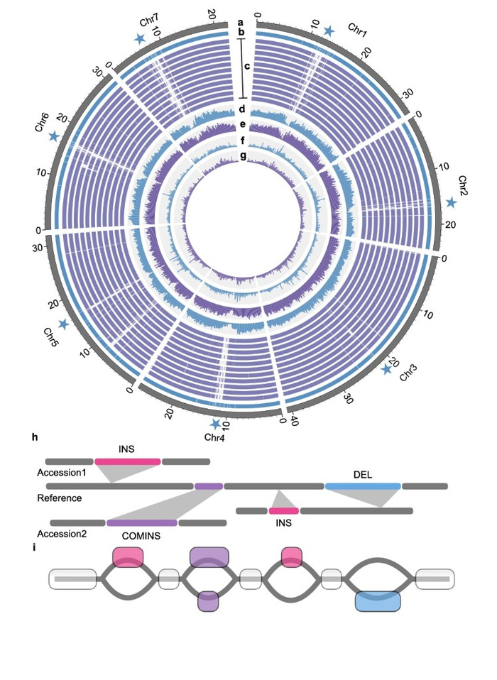 图2 黄瓜图形结构泛基因组