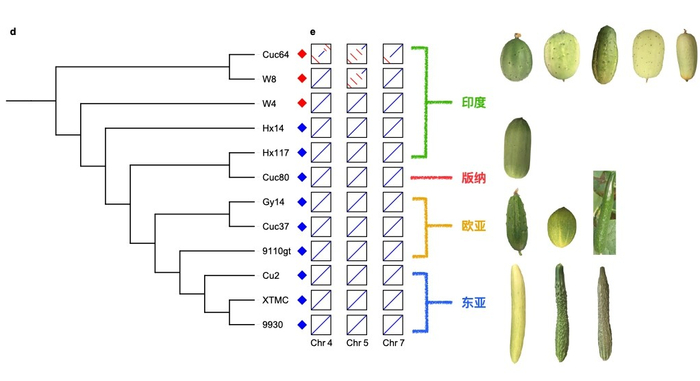 图1 黄瓜驯化过程中基因组染色体的核型演化