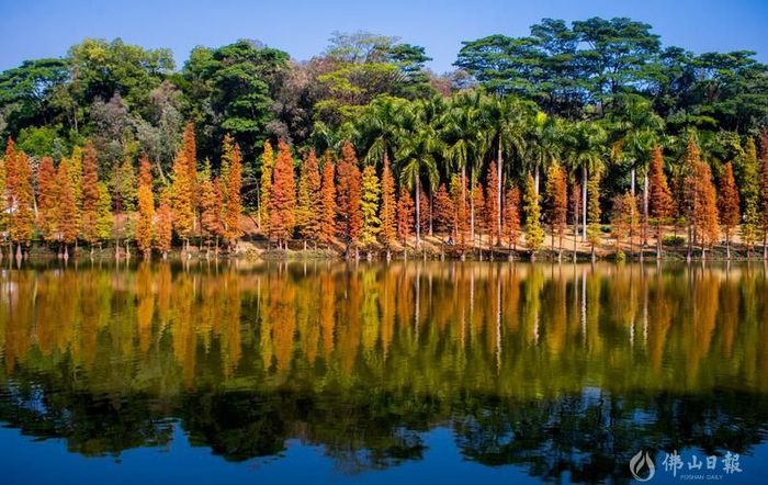 三水森林公园，一排水杉与水中倒影相互映衬，勾勒出一幅别致画面。三水区档案局供图