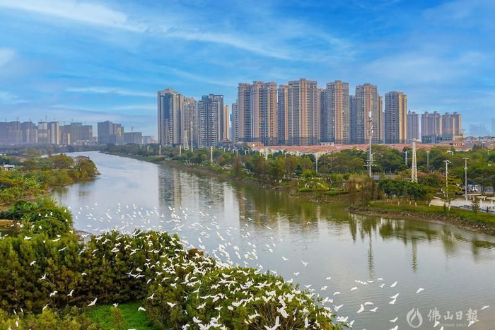 顺德区大良街道桂畔海水系环境优美，大批鹭鸟在岸旁栖息。佛山日报记者王澍摄