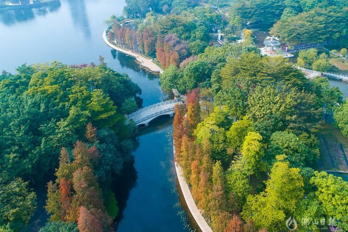 亚艺公园内，一棵棵挺拔的落羽杉，渐次呈现出不同的色彩，兼有湖边阔叶常绿树木相衬别有一番风情。佛山日报记者符诗贺摄