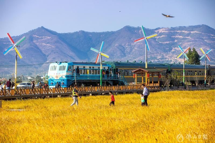 崇步万亩稻田园区。佛山日报记者洪海摄