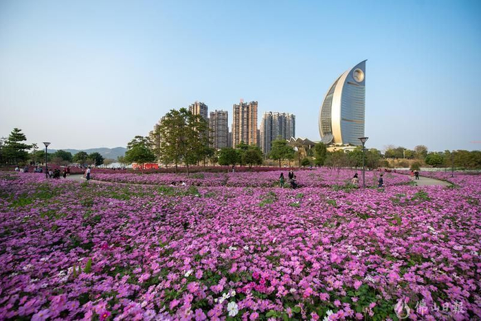春季的高明，西江产业新城四季花海种满波斯菊。佛山日报记者洪海摄
