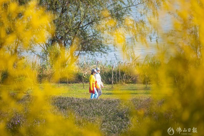 市民在西江畔散步。佛山日报记者洪海摄