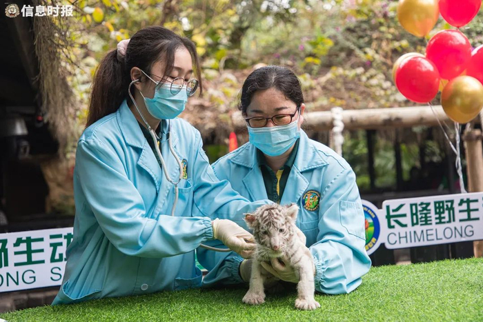 罗盛辉（右）和同事向游客展示小老虎。信息时报记者 郭柯堂 摄