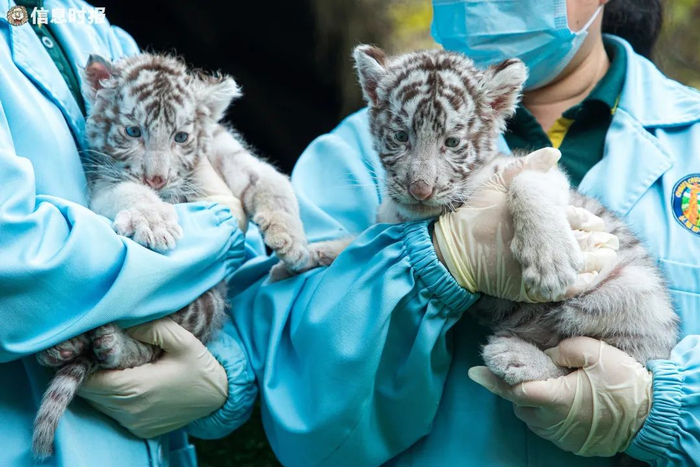 两只小老虎。信息时报记者 郭柯堂 摄