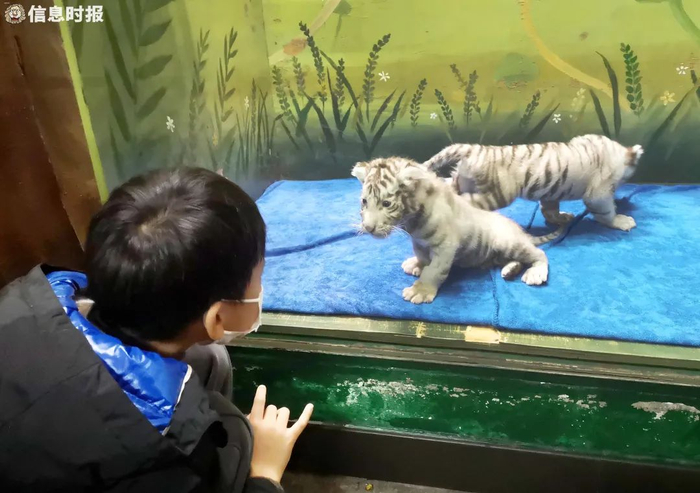 和小猫咪一样可爱的小老虎是孩子们的最爱。信息时报记者 郭柯堂 摄