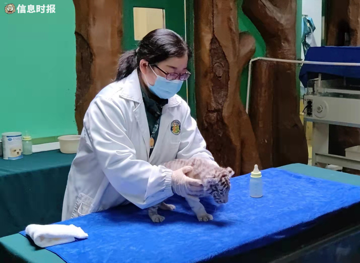 罗盛辉对保育小老虎十分有经验。信息时报记者 叶佳茵 摄