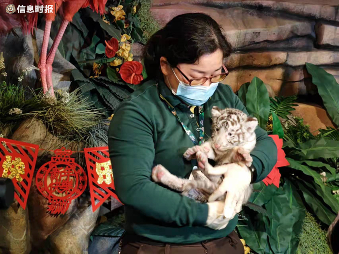 罗盛辉在长隆野生动物世界工作近20年，对保育小老虎十分有经验。信息时报记者 叶佳茵 摄