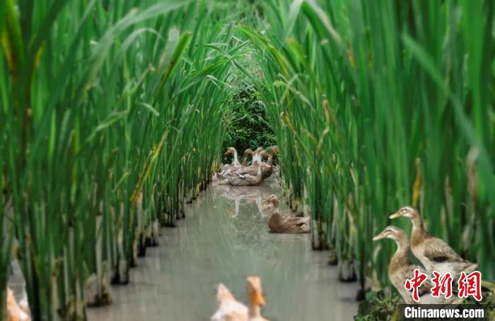 浙江缙云“茭白-麻鸭共生系统” 缙云县委宣传部供图