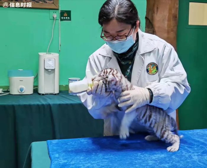 小老虎正在喝奶。信息时报记者 叶佳茵 摄