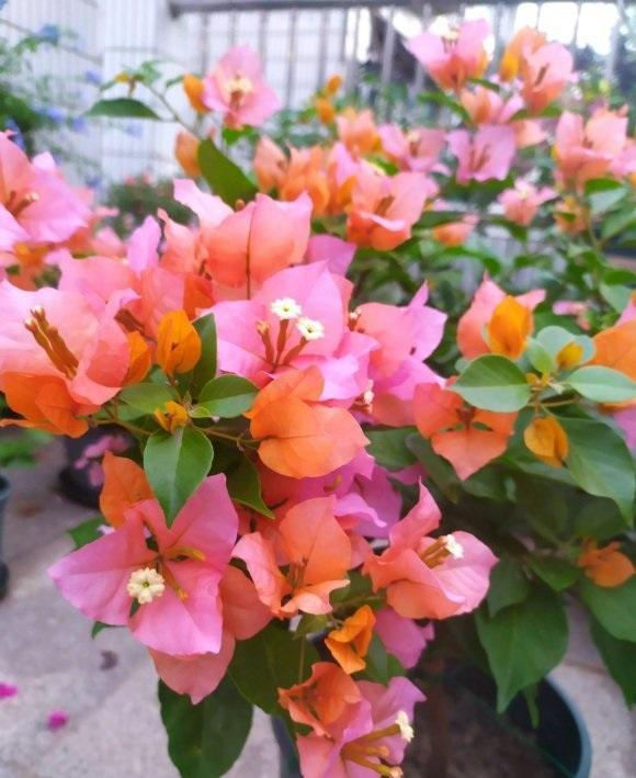 养花“5大问”,养花有难度?了解这5个问题,解决养花难题|植物|花土|家庭|叶子|花瓣_新浪新闻