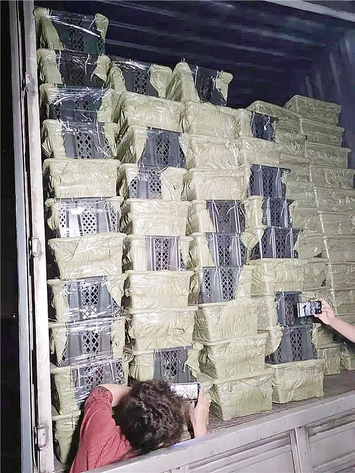 图为被救助的猫狗。宠物救助人士供图