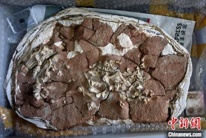 李氏始祖巨蜥化石正型标本。　中新社记者  孙自法 摄