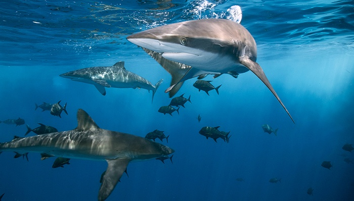 图片来源：Pexels-Mile Ribeiro