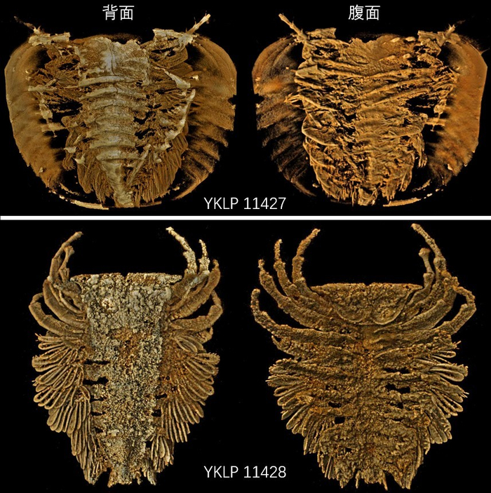 达子小盾形虫基于CT扫描数据的计算机三维建模。（云南大学供图）